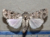 Spodoptera triturata